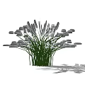 Lush Green Shrub with White Plume Flowers and Long Stems Casting Shadow