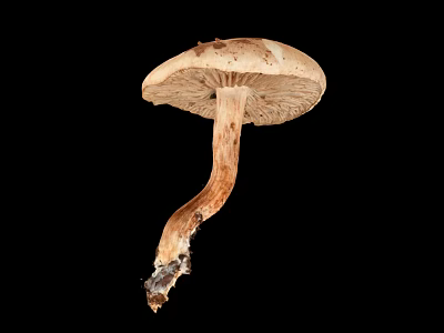 Whole Fresh Healthy Mushroom Vegetable with Natural Stem and Round Cap Structure 3d model
