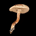 Whole Fresh Healthy Mushroom Vegetable with Natural Stem and Round Cap Structure