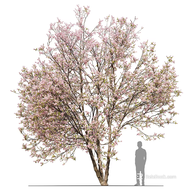 Blooming Tree With Pink Flowers And Human Silhouette For Size Reference 3d model