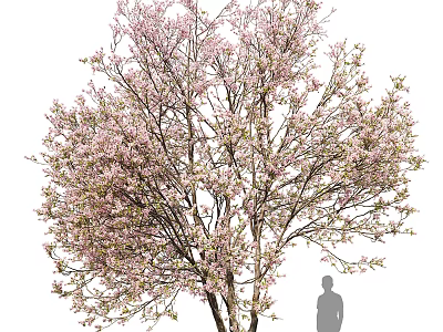 Blooming Tree With Pink Flowers And Human Silhouette For Size Reference 3d model
