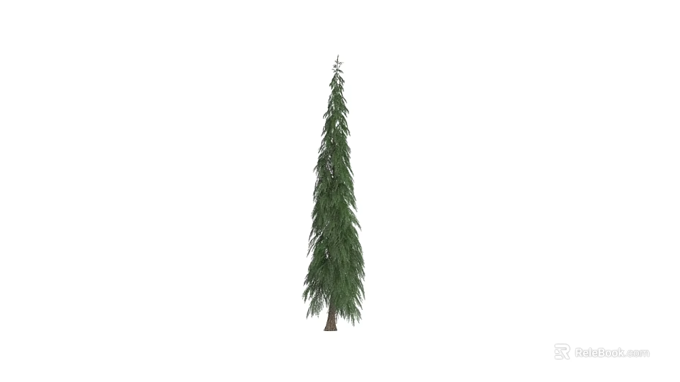 Evergreen Pine Tree Plant Combination With Lush Green Foliage And Tall Straight Trunk 3d model 