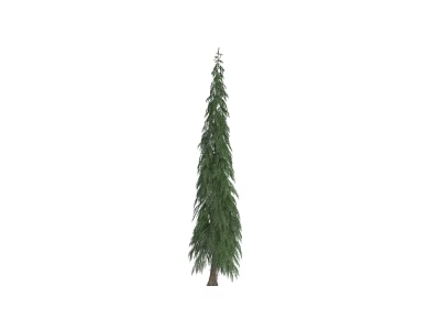 Evergreen Pine Tree Plant Combination With Lush Green Foliage And Tall Straight Trunk 3d model