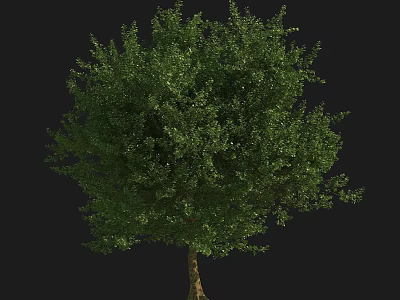 Isolated Lush Green Arbor With Dense Foliage Brown Trunk And Black Background 3d model