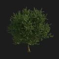 Isolated Lush Green Arbor With Dense Foliage Brown Trunk And Black Background
