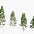 trees big trees pine trees landscape trees 3d model