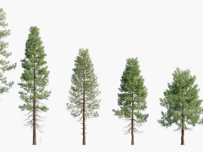 Tall Evergreen Arbor Trees With Various Green Foliage And Straight Trunks 3d model