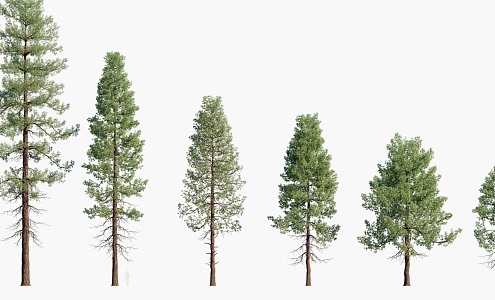 trees big trees pine trees landscape trees 3d model