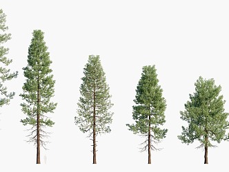 trees big trees pine trees landscape trees 3d model