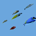 Colorful Tropical Fish Swimming In Blue Underwater Background With Various Species