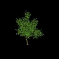 Healthy Green Shrub with Lush Foliage and Dense Green Leaves in Natural Growth Form