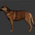 Brown And Tan Dog Standing On Dark Reflective Surface With Alert Ears And Muscular Build