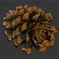 Closeup View Of Orange Brown Pine Cone On Dark Background With Reflection 3d model