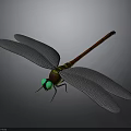 Dragonfly With Red And Green Body Green Eyes And Gray Wings On Gray Background