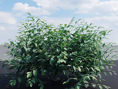 Vibrant Green Leafy Shrub With Lush Foliage Naturally Growing Under Sunlit Sky 3d model