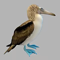 Blue Footed Booby A Flying Bird With Blue Feet And Brown White Plumage