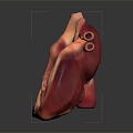 Heart Heart Model Human Heart Heart Anatomy 3d model