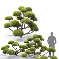 Shaped Arbor Trees with Round Canopies and Lush Foliage with Human Silhouette for Scale