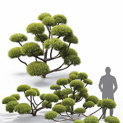 Shaped Arbor Trees with Round Canopies and Lush Foliage with Human Silhouette for Scale 3d model