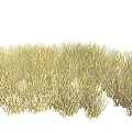 Golden Dense Grass Field With Natural Green And Yellow Foliage Growth