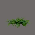 Green Lush Shrub Plant With Dense Foliage For Garden Decoration