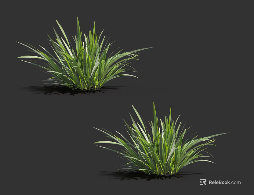 Fresh Growing Green Grass Plants with Long Slender Leaves on Dark Background 3d model 