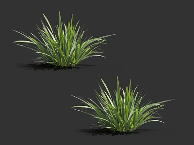Fresh Growing Green Grass Plants with Long Slender Leaves on Dark Background 3d model