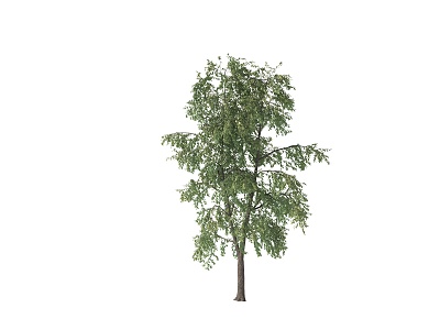 Tree Moving Tree Wind Blowing Tree Moving Tree Dynamic Tree Landscape Tree Sophora Tree Poplar Tree Acacia Tree model