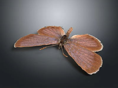 Detailed Delicate Brown Butterfly With Textured Wings On Dark Background 3d model