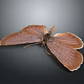Detailed Delicate Brown Butterfly With Textured Wings On Dark Background