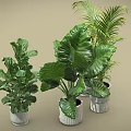 Various Potted Plants Including Cactus Palm and Large Leaf in Gray Pots on Beige Background