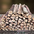 Split Hardwood Tree Logs Stacked as Firewood for Winter Use Preparation