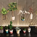 Assorted Bonsai And Potted Plants With Hanging Planters And Colorful Pots