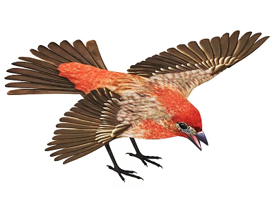 Red Bird in Flight with Red Plumage Brown Wings Spread Black Claws and Open Beak 3d model