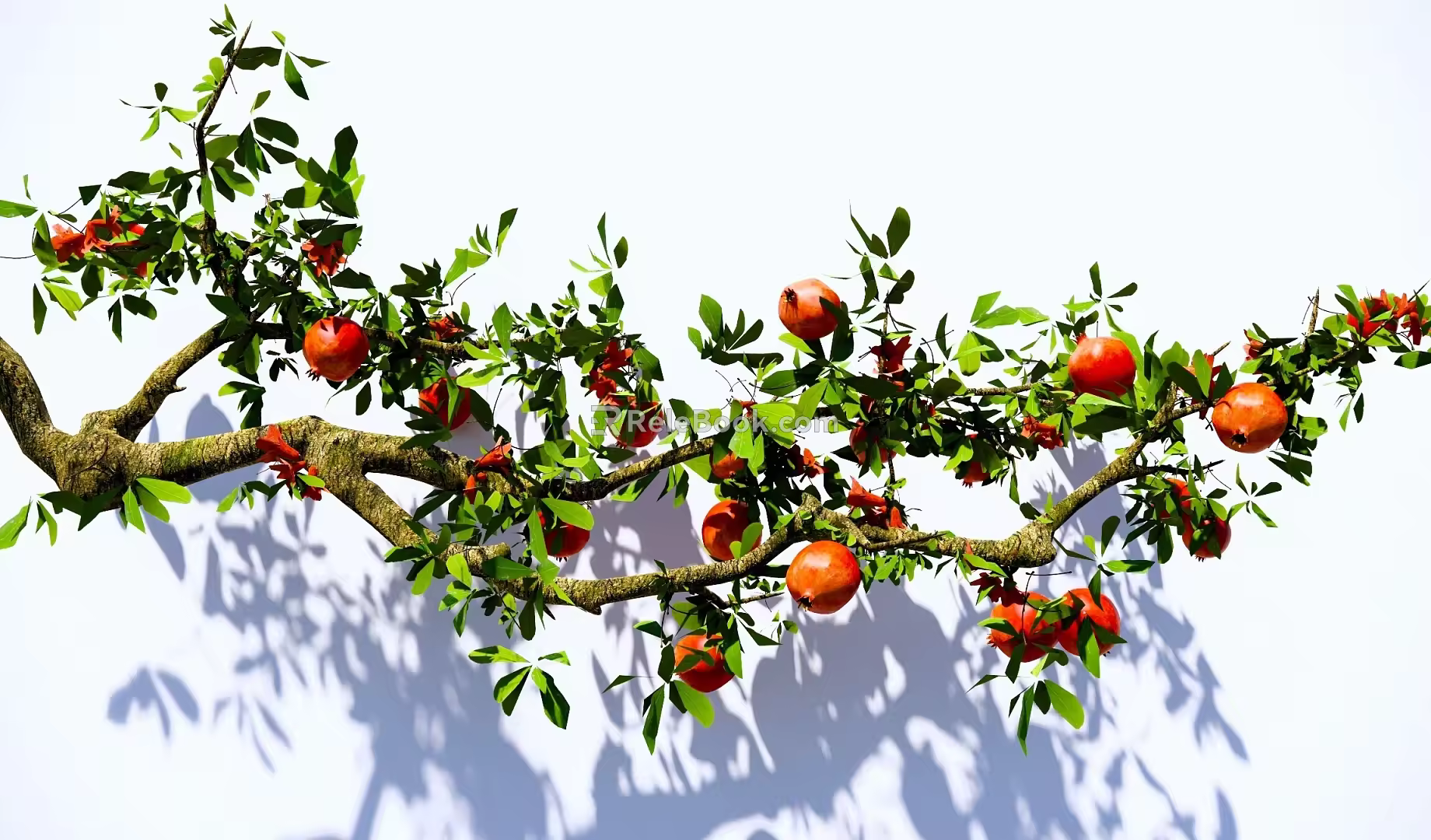 arbor pomegranate branch pomegranate tree pomegranate fruit garden fruit tree landscape modeling tree 3d model