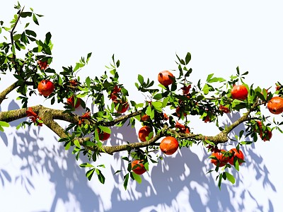 arbor pomegranate branch pomegranate tree pomegranate fruit garden fruit tree landscape modeling tree model