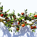 arbor pomegranate branch pomegranate tree pomegranate fruit garden fruit tree landscape modeling tree 3d model