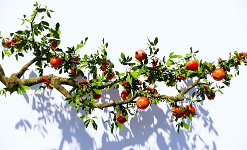 arbor pomegranate branch pomegranate tree pomegranate fruit garden fruit tree landscape modeling tree 3d model