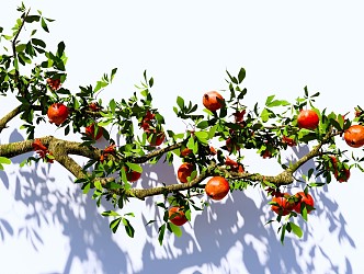 arbor pomegranate branch pomegranate tree pomegranate fruit garden fruit tree landscape modeling tree 3d model