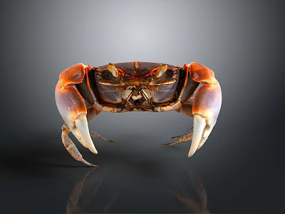 Shiny Vibrant Crab With Orange Claws And Purple Sections On Dark Background 3d model