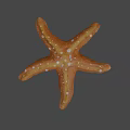Orange Starfish With White Spots On Textured Surface And Gray Background