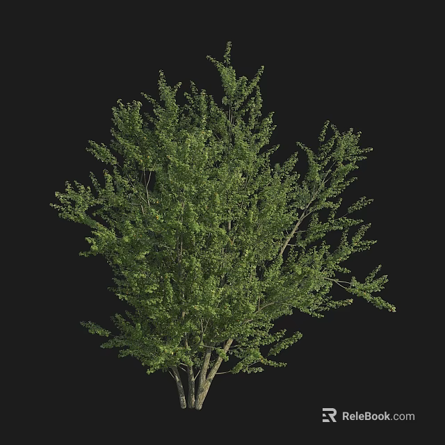 Lush Green Arbor Tree With Dense Branches And Foliage Isolated On Black Background 3d model 