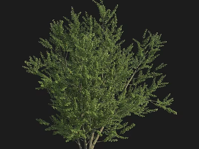 Lush Green Arbor Tree With Dense Branches And Foliage Isolated On Black Background 3d model