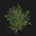 Lush Green Arbor Tree With Dense Branches And Foliage Isolated On Black Background