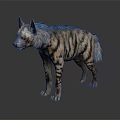 Realistic Striped Hyena with Detailed Fur Standing on Dark Reflective Surface
