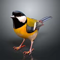 Colorful Bird With Black Head White Cheek Yellow Body Blue Gray Wings And Orange Claws