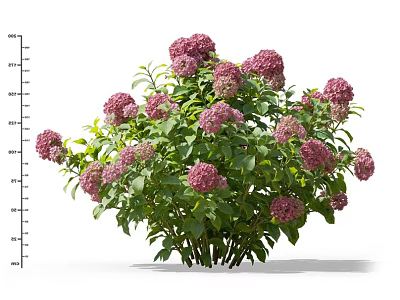 Vibrant Pink Hydrangeas With Lush Green Leaves Blooming Beautifully In Outdoor Garden 3d model