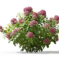Vibrant Pink Hydrangeas With Lush Green Leaves Blooming Beautifully In Outdoor Garden
