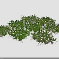 Lush Green Plants With Vibrant Leaves And Exposed Roots Growing Densely Together