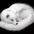 White Fox With Soft Fluffy Fur Curled Up Against Black Background 3d model